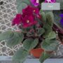African Violet – 4″ Pot